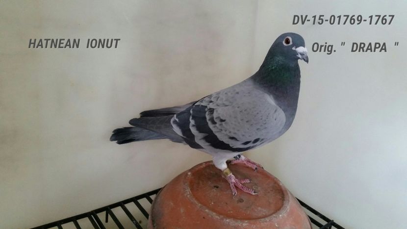 M.  per. 11 - A1 PERECHI MATCA pentru 2019