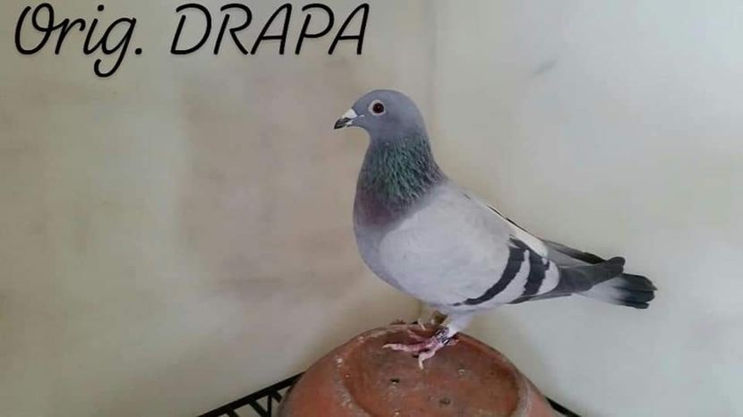 F.  per. 11 - A1 PERECHI MATCA pentru 2019