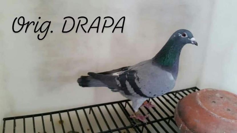 F.  per. 12 - A1 PERECHI MATCA pentru 2019