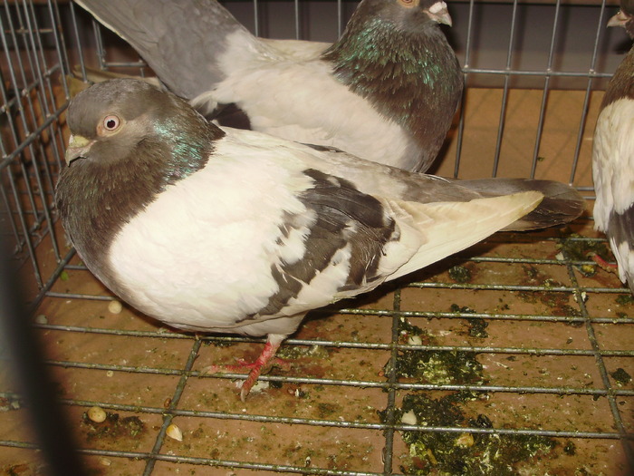 PB142487 - 16g Galati 2009-2011