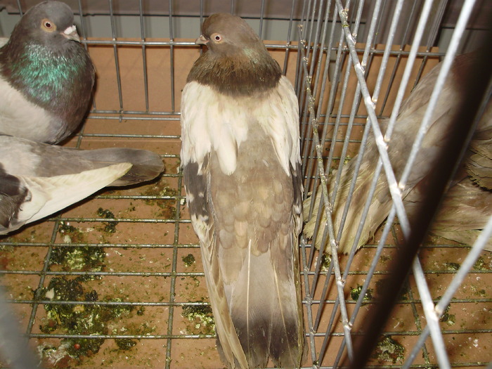 PB142488 - 16g Galati 2009-2011
