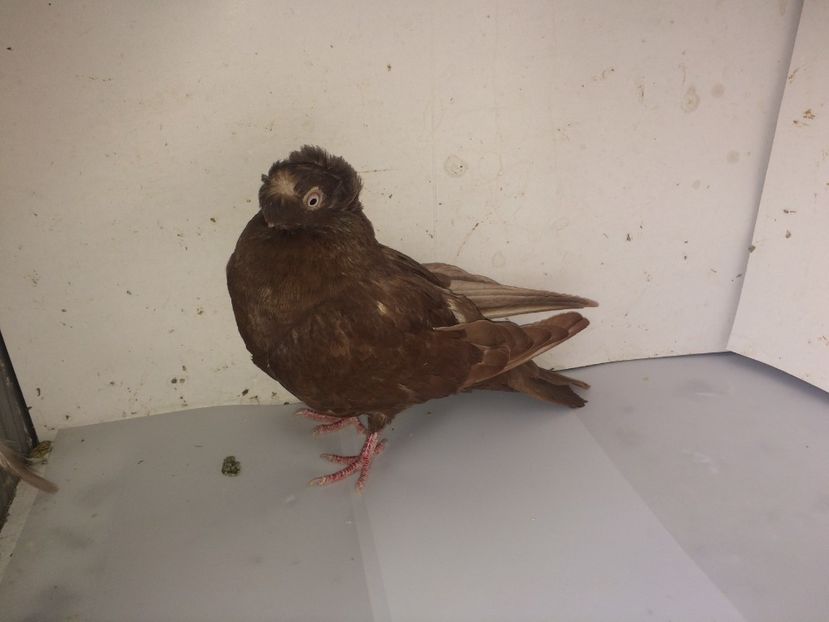 7141  femelă  2018 - Plecați ALBUM 2