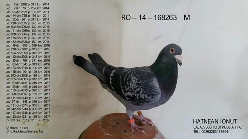 M.  per. 14 - A1 PERECHI MATCA pentru 2019