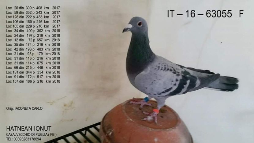 F.  per. 14 - A1 PERECHI MATCA pentru 2019