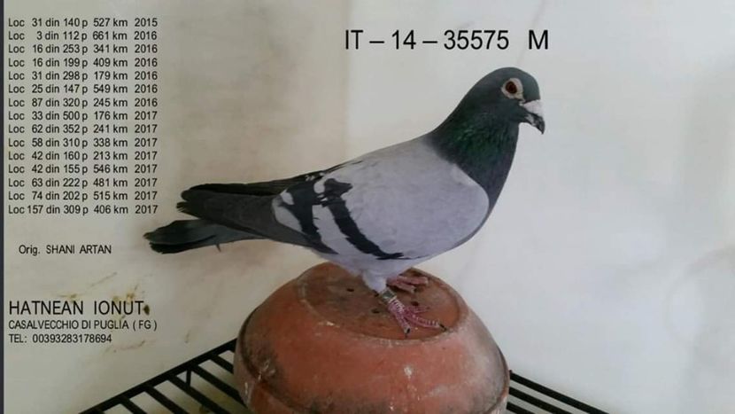 M.  per. 15 - A1 PERECHI MATCA pentru 2019