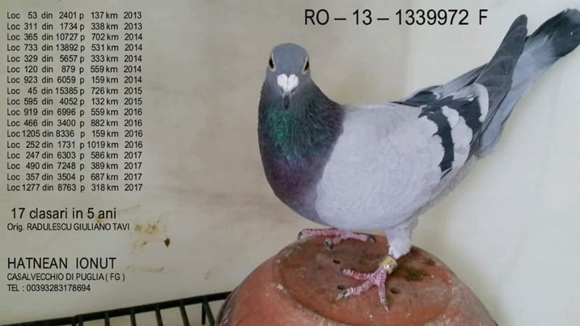 F.  per. 15 - A1 PERECHI MATCA pentru 2019