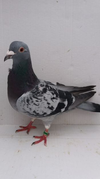 F 2018 vanduta - De! voiajori vanduti