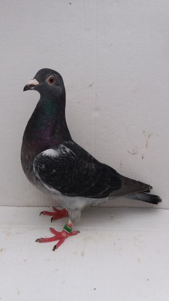 F 2018 vanduta - De! voiajori vanduti