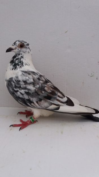 F 2018 vanduta - De! voiajori vanduti