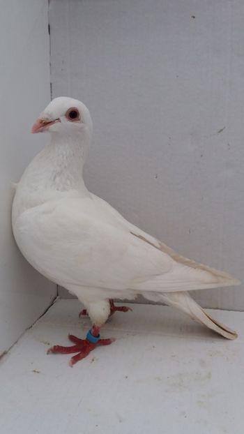 M 2018 vandut - De! voiajori vanduti