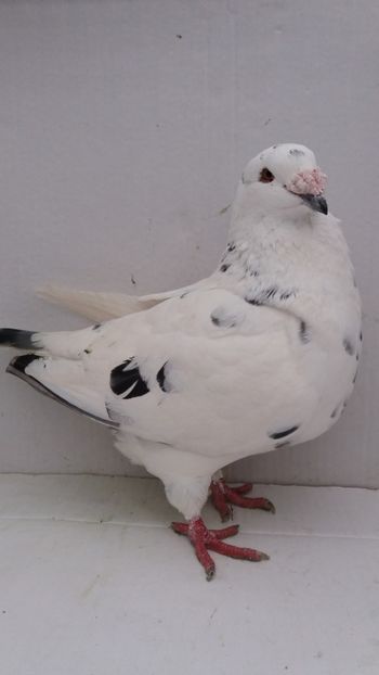 F 2015 - Por americani