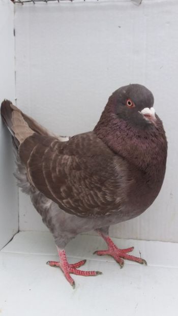M 2018 vandut - De vanzare kingi