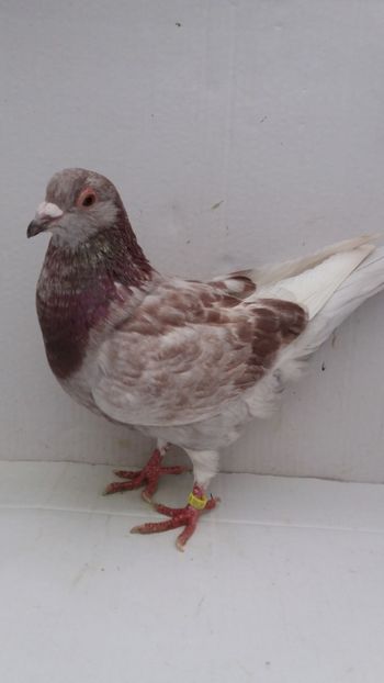 F 2017 vanduta - De vanzare kingi