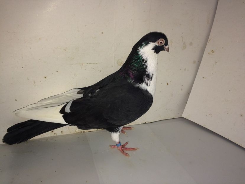 6979  mascul  2018 - B - perechi 2022