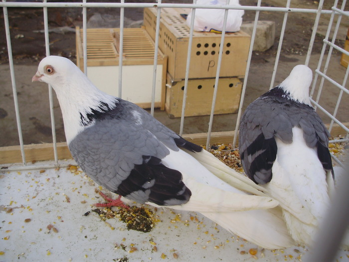 PB152536 - 16g Galati 2009-2011