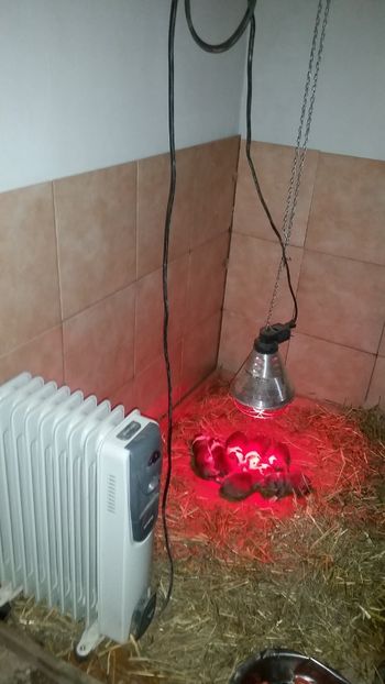  - American bully 2019