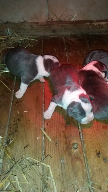  - American bully 2019