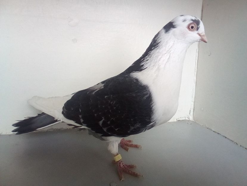  - PORUMBEI CARE MI AU APARTINUT