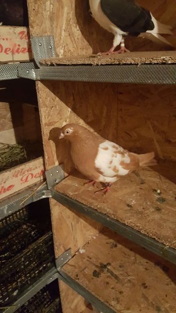 IMG-20190206-WA0019 - Porumbei matca 2019