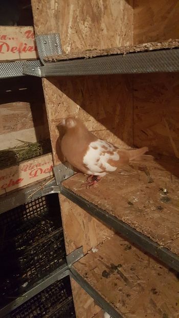 IMG-20190206-WA0016 - Porumbei matca 2019