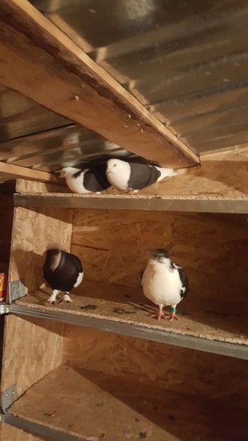 IMG-20190206-WA0012 - Porumbei matca 2019