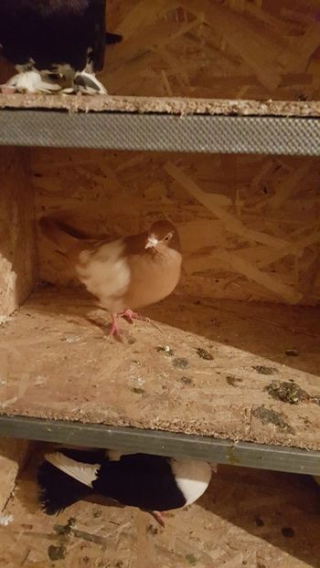 IMG-20190206-WA0002 - Porumbei matca 2019