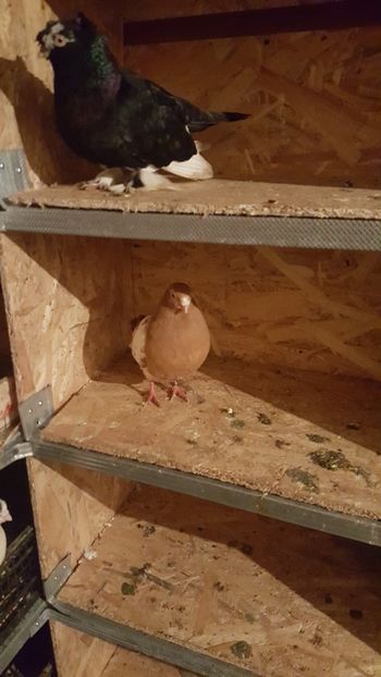 IMG-20190206-WA0001 - Porumbei matca 2019