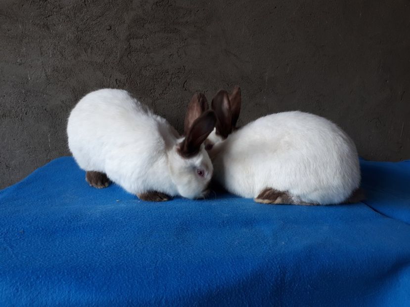 Mascul si femela 4 luni - DE VANZARE -2023