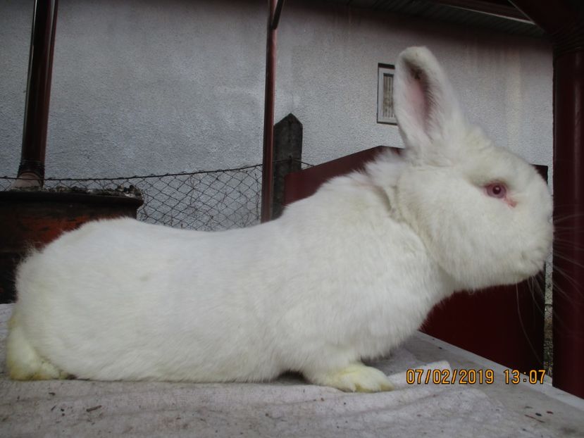 10 luni !! - Neozeelandez masc 2 RO12 - 4844