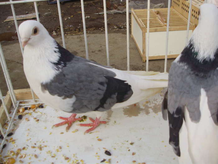 PB152541 - 16g Galati 2009-2011