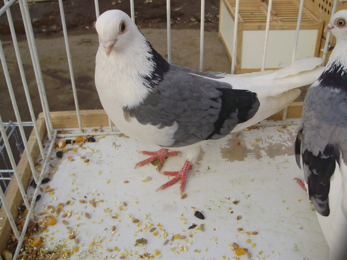 PB152542 - 16g Galati 2009-2011