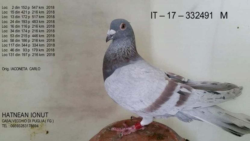 M.  per. 16 - A1 PERECHI MATCA pentru 2019