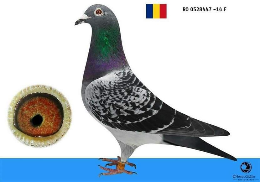 F.  per. 16 - A1 PERECHI MATCA pentru 2019