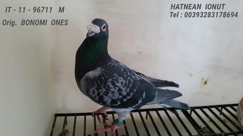 M.  per. 17 - A1 PERECHI MATCA pentru 2019