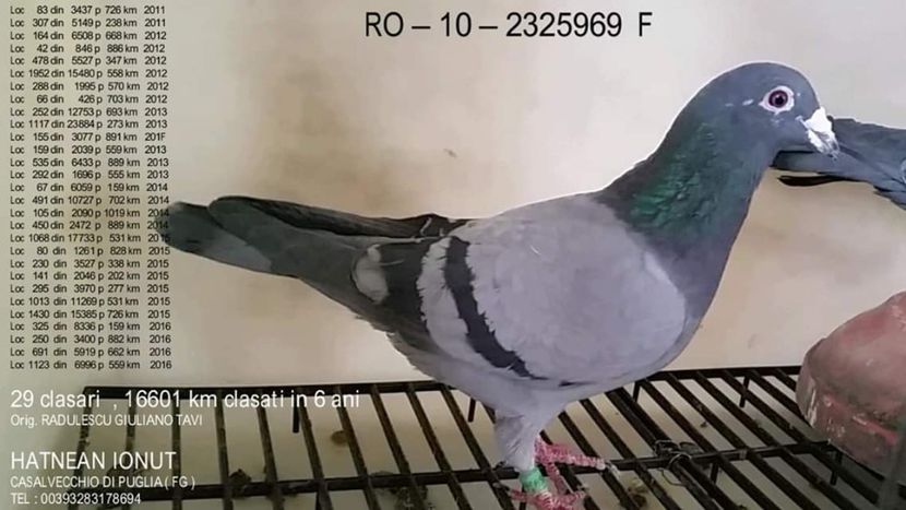 F.  per. 17 - A1 PERECHI MATCA pentru 2019