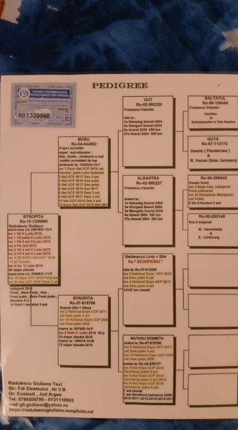 F.  per. 18 - A1 PERECHI MATCA pentru 2019