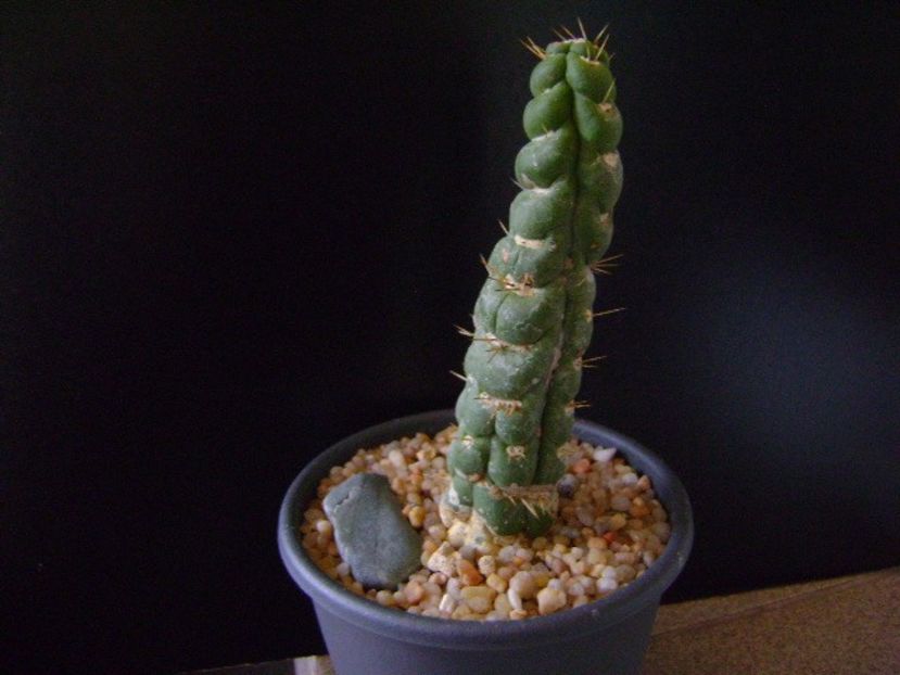 Perioada de repaus - Cactusi 2018 final de an