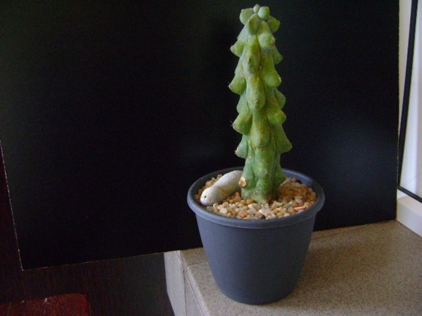 Perioada de repaus - Cactusi 2018 final de an