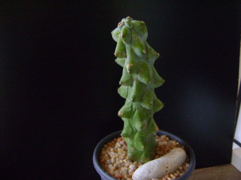 Perioada de repaus - Cactusi 2018 final de an