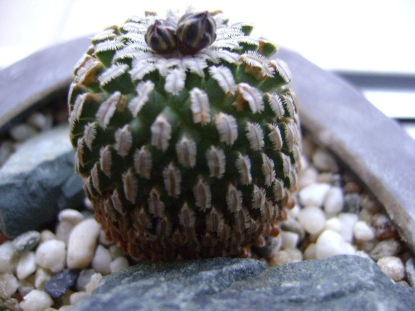 Turbinicarpus pseudopectinatus - Cactusi 2019