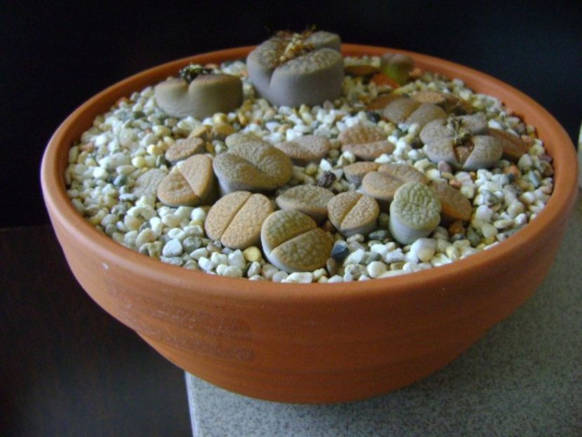 Lithops - inceput de vegetatie - Suculente 2019