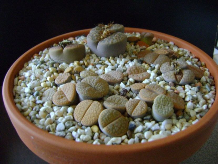 Lithops - inceput de vegetatie - Suculente 2019