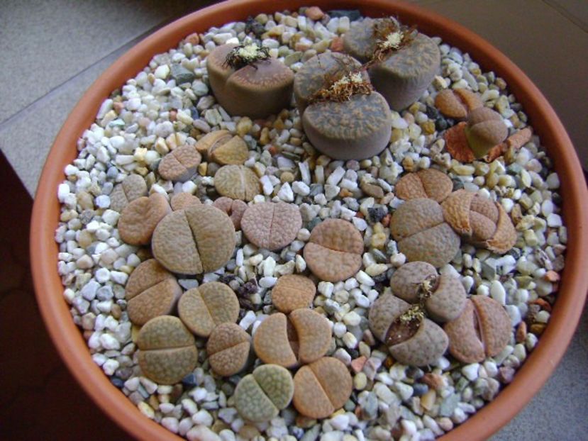 Lithops - inceput de vegetatie - Suculente 2019