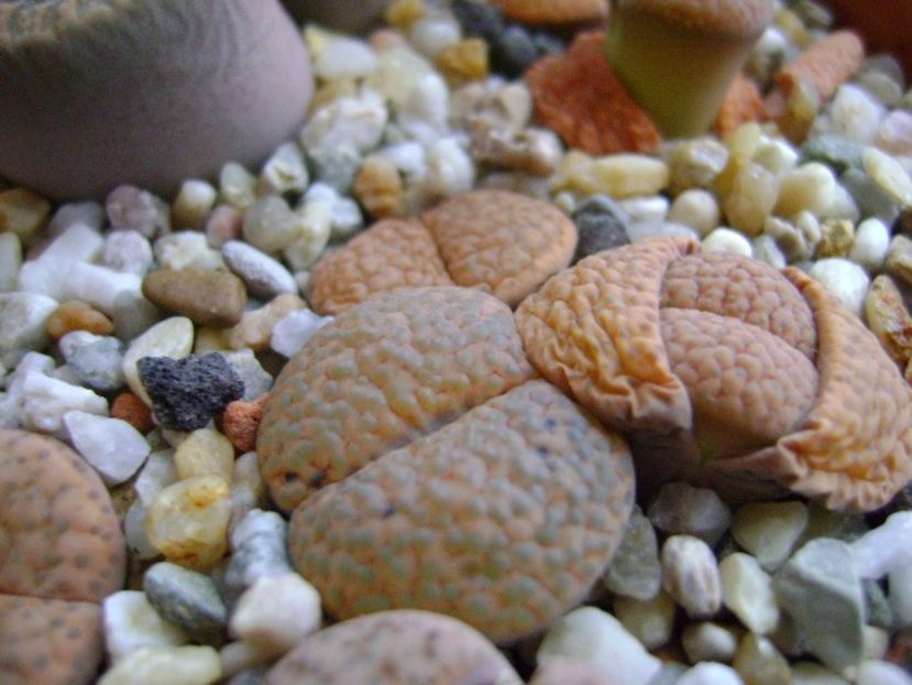 Lithops - inceput de vegetatie - Suculente 2019