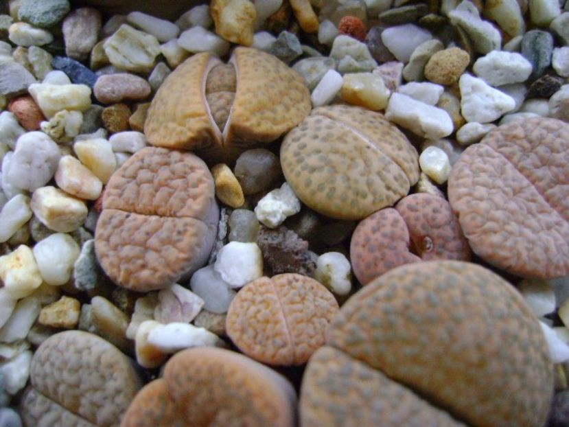 Lithops - inceput de vegetatie - Suculente 2019