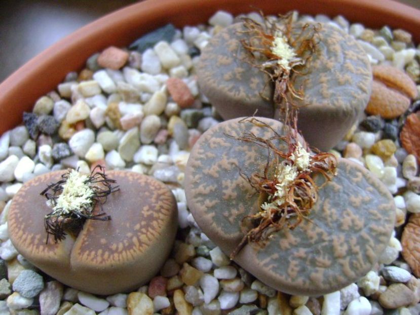 Lithops - inceput de vegetatie - Suculente 2019