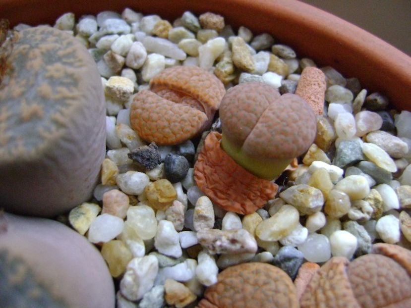 Lithops - inceput de vegetatie - Suculente 2019