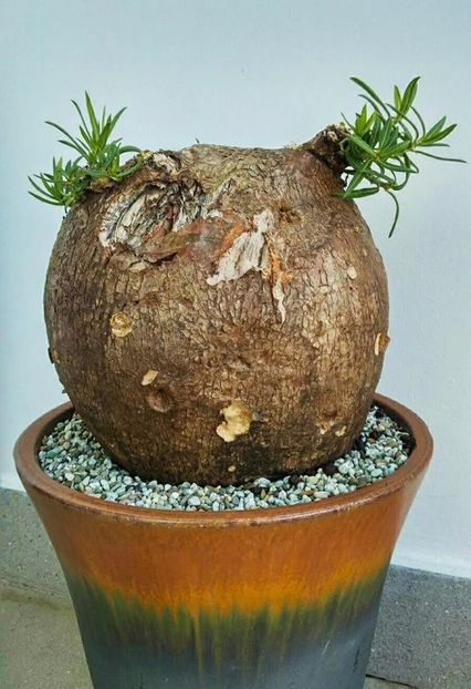 Pachypodium succulentum - achizitionata - Whish list pentru viata urmatoare1