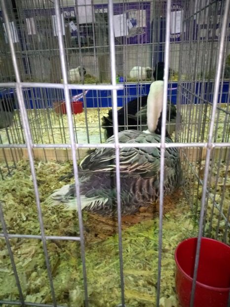 Mi-am făcut un cadou la expo. - Z 15 - Expo Pajura 2019