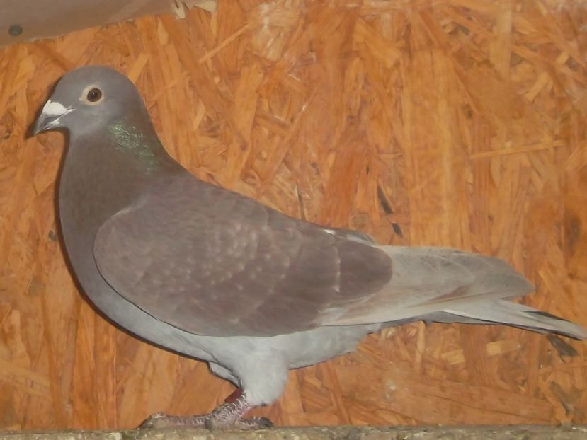 01 - FRATE CU LOC 4 AS MARATON TINERET - DE VANZARE 2019